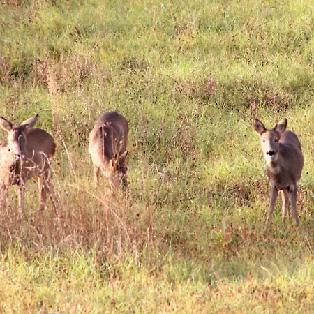 Holiday home Il Vallo *