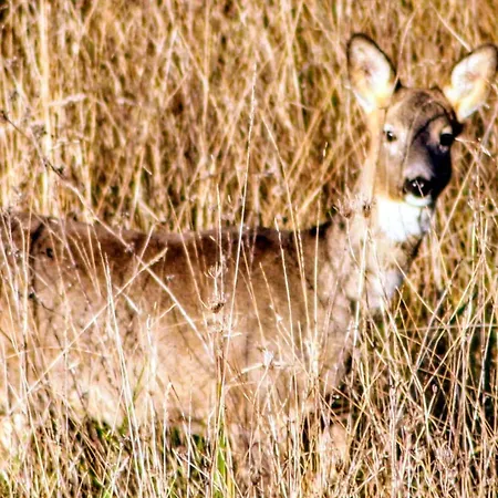 Il Vallo Holiday home